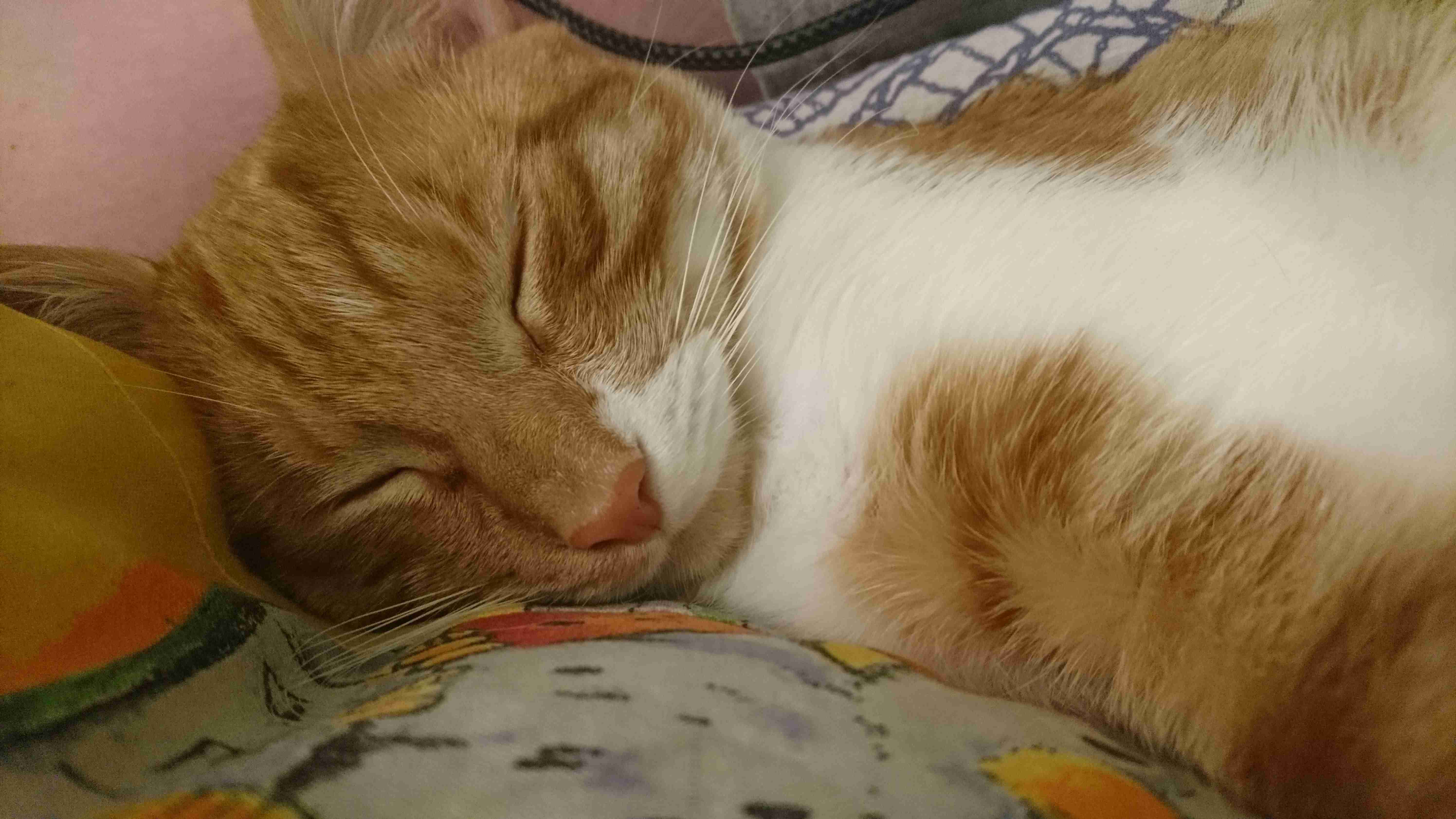 Cat_11.jpg