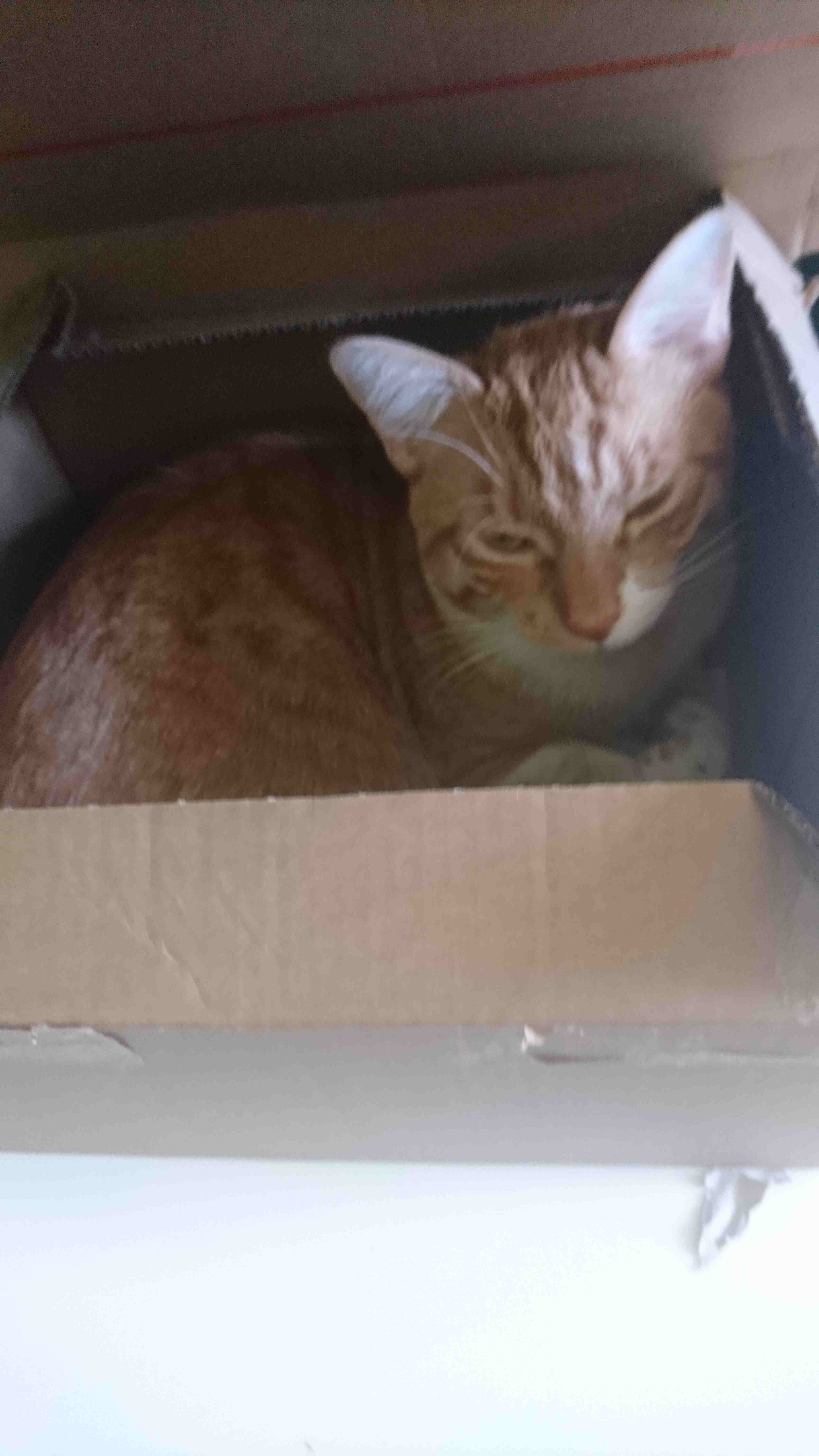 Cat_12.jpg