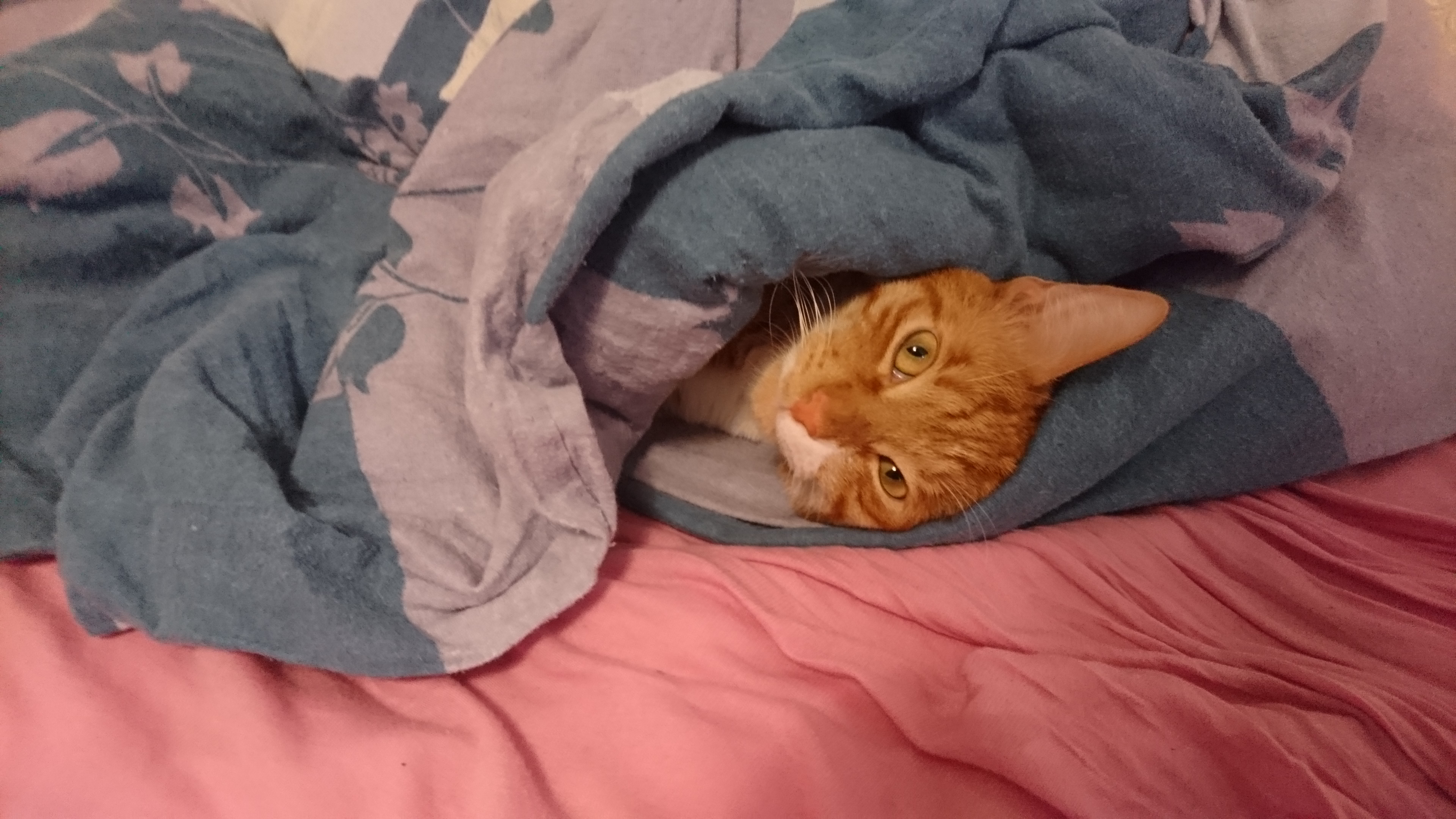 Cat_17.jpg