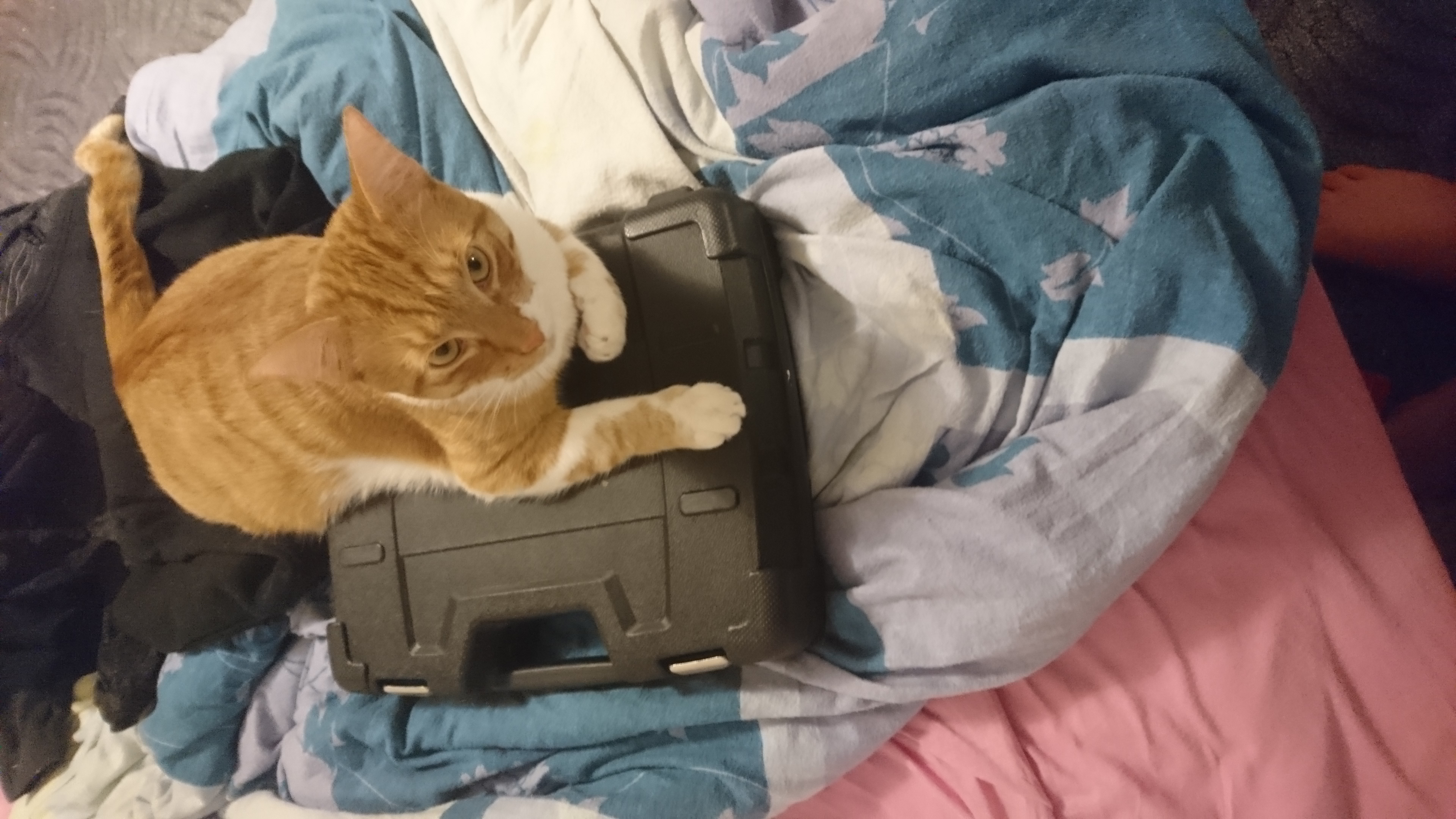 Cat_18.jpg