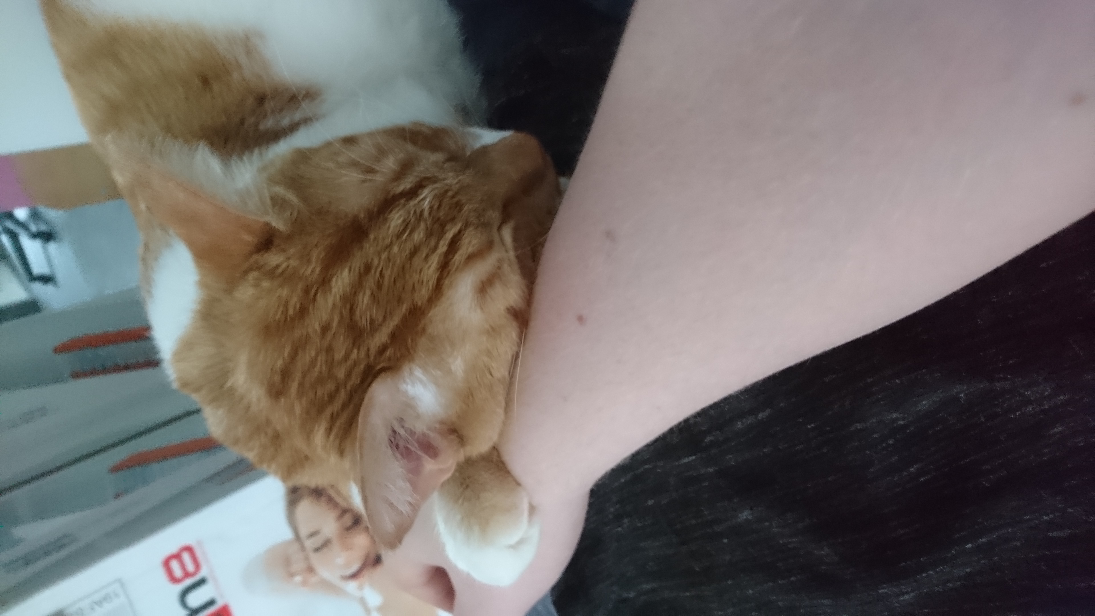 Cat_22.jpg