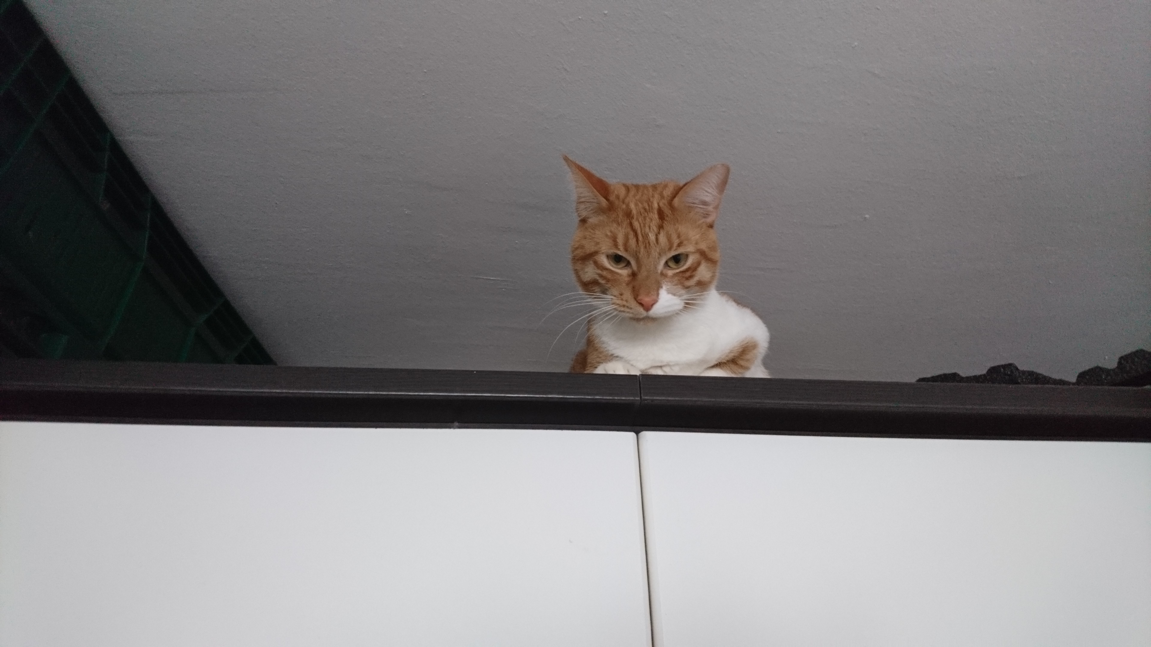 Cat_3.jpg