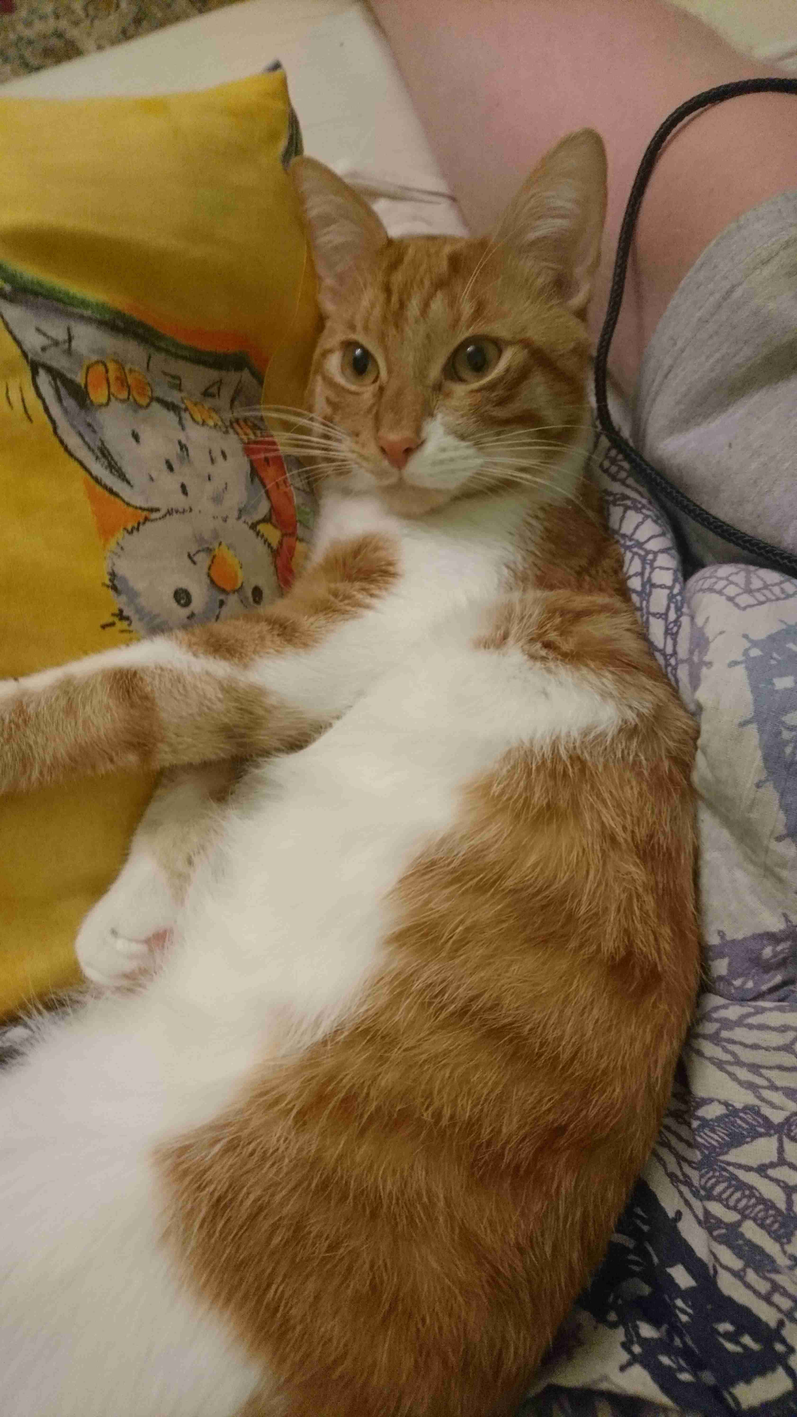 Cat_8.jpg