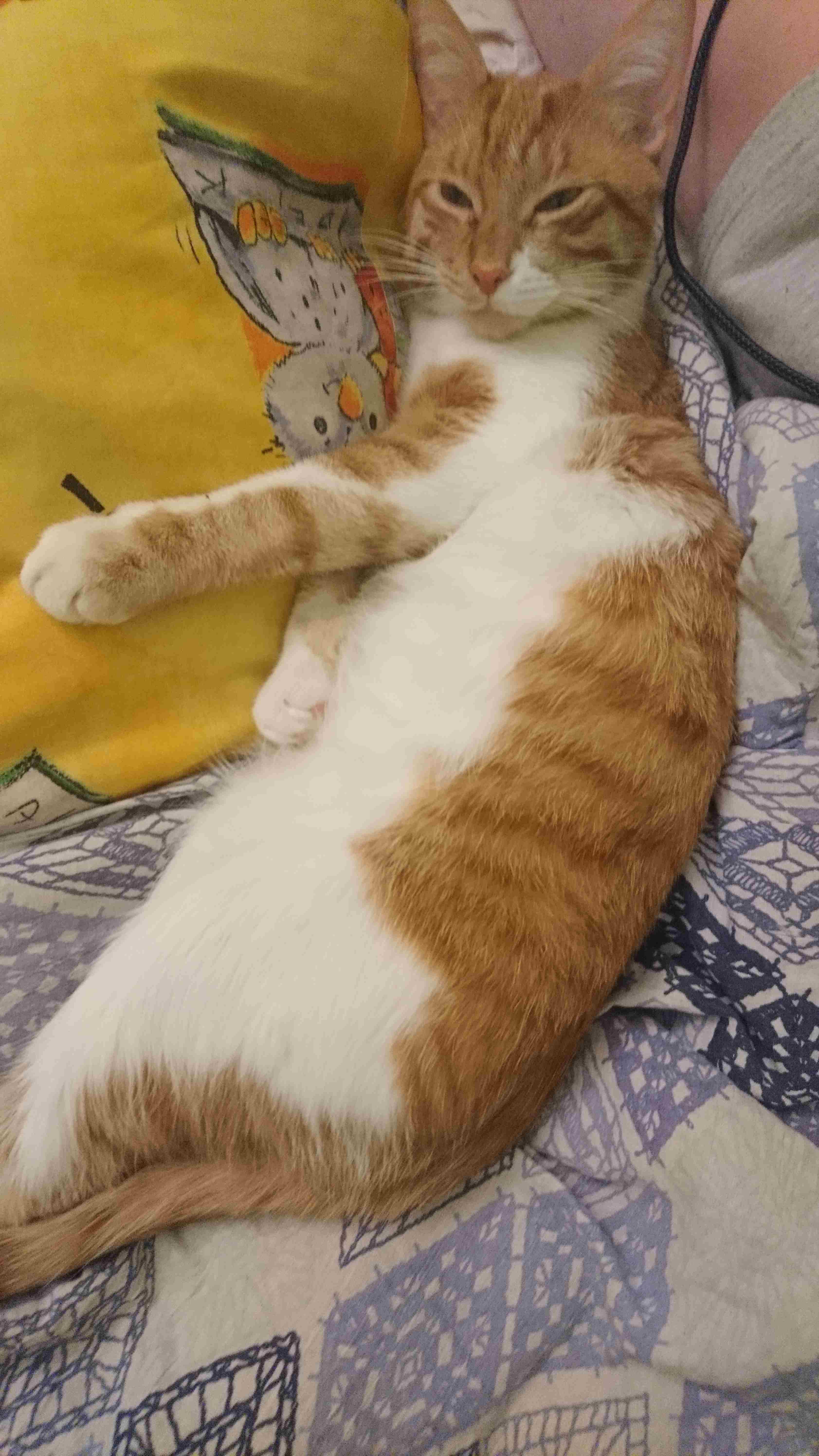 Cat_9.jpg